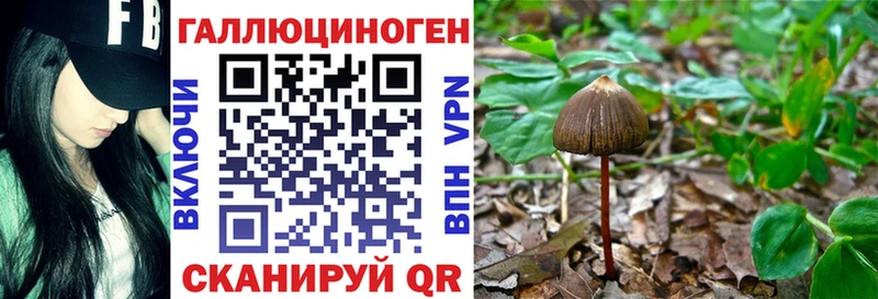 наркошоп Бородино Псилоцибиновые грибы Psilocybe
